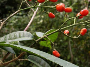 ǧ��(��ҩ��ֲ����:��ҩ)