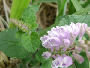 ���Ų�(��ҩ��ֲ����:���Ų�)