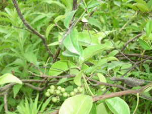 ��ؽ�ţ(��ҩ��ֲ����:������)