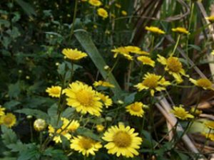 ������(��ҩ��ֲ����:ɽ�ƾ�)