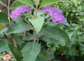 ����Ҷ(��ҩ��ֲ����:�㻨����)