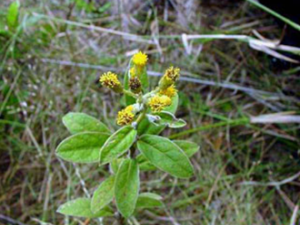 ɽ����(��ҩ��ֲ����:��ţ��)