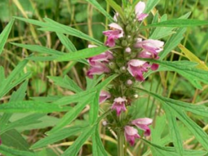 ��ĸ��(���οƲݱ�֮���ϲ���)