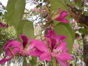 ��ҩ�Ͼ�Ƥ�Ĺ�Ч������