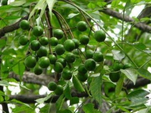 �����(鬿���ľ�����ʵ)