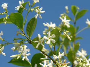 ľ��(�տƲݱ�֮��)