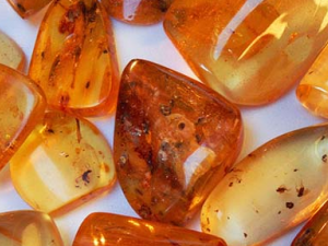 ����(�ɿ�����ֲ�ﻯʯ)