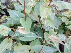 ��ҩҹ���ٵĹ�Ч������