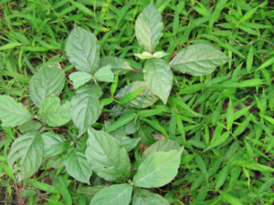 ���۲�(��ҩ��ֲ����:��ţϥ)