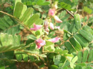 ���ǲ�(��ҩ��ֲ����:ë��˼��)