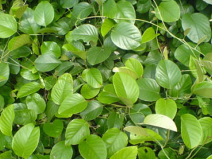  ��ҩ��ֲ����:�׺���