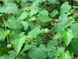 ɽ����(��ҩ��ֲ����:������)