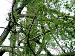 ˮ��(��ҩ��ֲ����:ˮ�ɰ�)