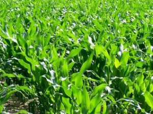 ������(��ҩ��ֲ����:������)