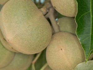 ʯ��(��ҩ��ֲ����:ʯ��)