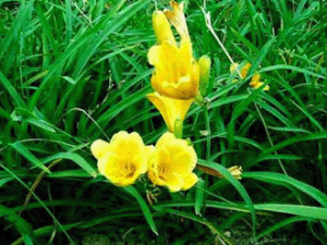 ����ͷ(��ҩ��ֲ����:���)