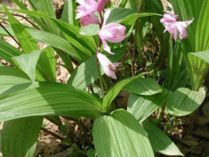 ���(��ҩ��ֲ����:���)