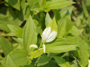 ����ź(��ҩ��ֲ����:���ײ�)