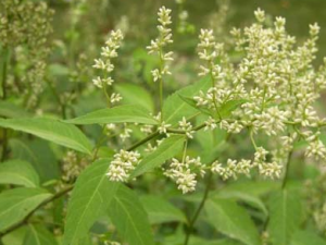 ����ū(�տ�����ĵ��ϲ���)