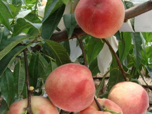 ����(Ǿޱ��С��ľ��������)