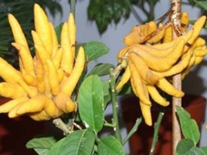 ����(ܿ��Ʒ��ָ̹�ʵ)