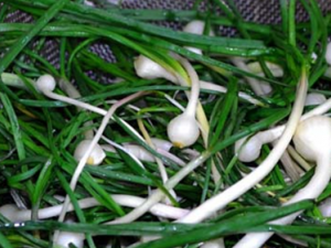 ޯ��(�ٺϿƲݱ��۾�)