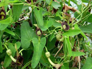 ��ľ��(������Ʋݱ�֮��)