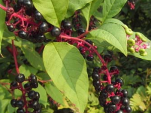 ��½(����:ɽ�ܲ� )