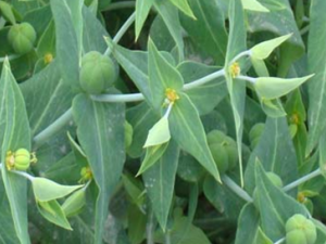 ������(����:ǧ����)(��꪿Ʋݱ�)