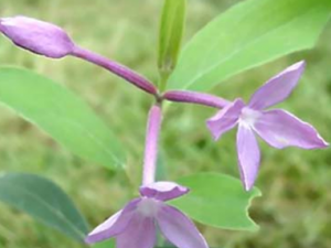 ܾ��(����:Ұ���㻨)