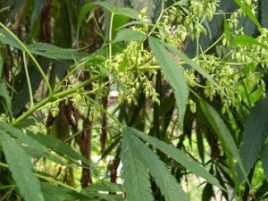 ������(����:�����)