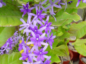 ��Ҷ��(��ҩ��ֲ����:��Ҷ��)