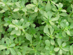 ���Ӳ�(��ҩ��ֲ����:������)