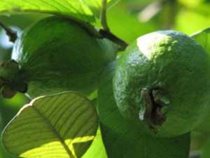 ��ʯ��(��ҩ��ֲ����:��ʯ��)