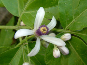 ɭ��(��ҩ��ֲ����:�)