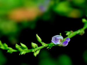 ��«��(��ҩ��ֲ����:��«��)