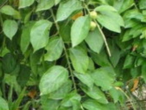 ӿ��ҩ��ƴ���ҩ