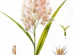 «���Ĺ�Ч����