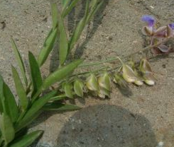 Զ־�Ĺ�Ч����