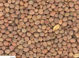 ��ҩ�����ӵĹ�Ч������