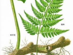 ��ҩ���鲹�Ĺ�Ч������