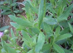 ��ҩС���Ĺ�Ч������