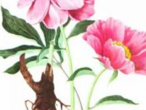 ��ҩ���ֵĹ�Ч������