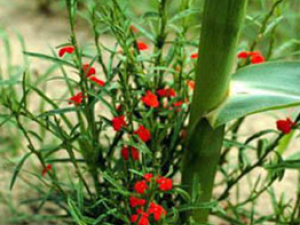 ���Ž�(��ҩ��ֲ����:���Ž�)