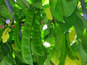 ������(��ҩ��ֲ����:����)