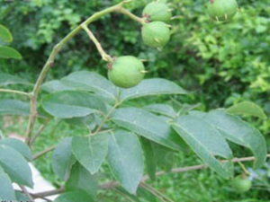 ������Ҷ(��ҩ��ֲ����:������)