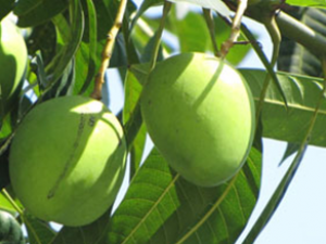 â��Ҷ(��ҩ��ֲ����:â��)