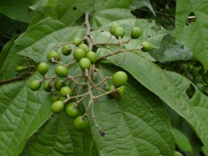 ����Ҷ(��ҩ��ֲ����:�Ʋ�Ҷ)