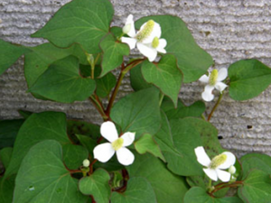 ���Ȳ�(��ҩ��ֲ����:ު��)