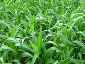 ޳�˸�(��ҩ��ֲ����:޳��)